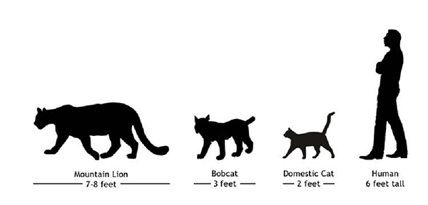 Bobcat Size Compared To Cat : File:Bobcat photo.jpg - Wikimedia Commons