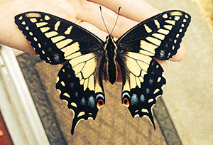 Anise Swallowtail © Carlene Abbors