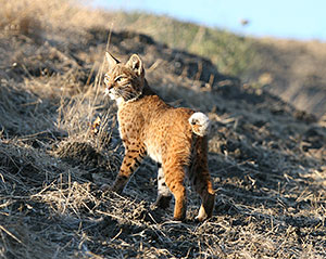 Bobcat at Rancho San Antonio © Yamil Saenz