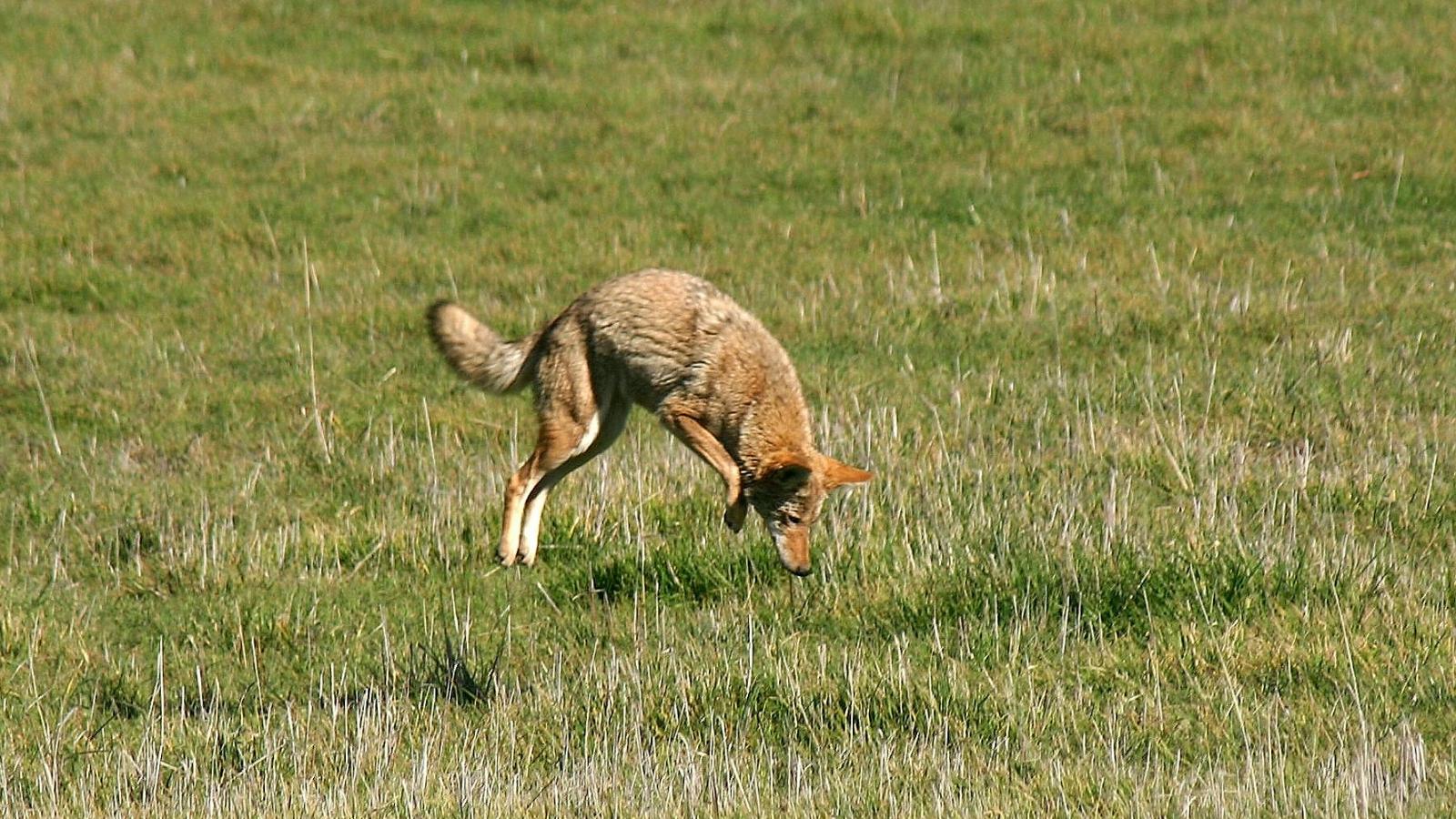 coyote pouncing