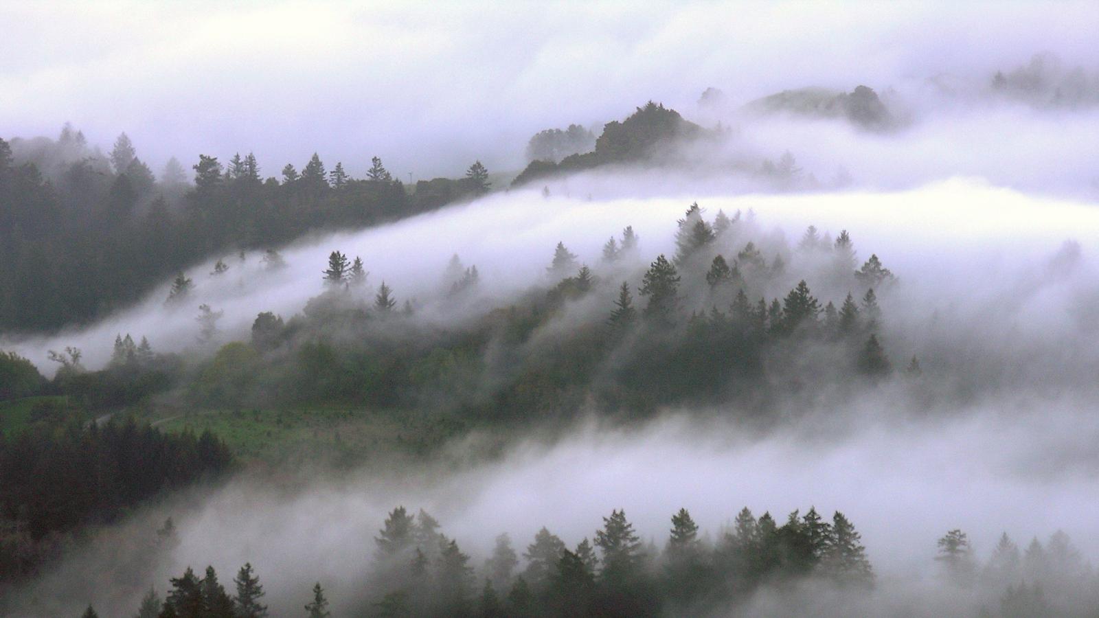 fog rolls through a forest of trees