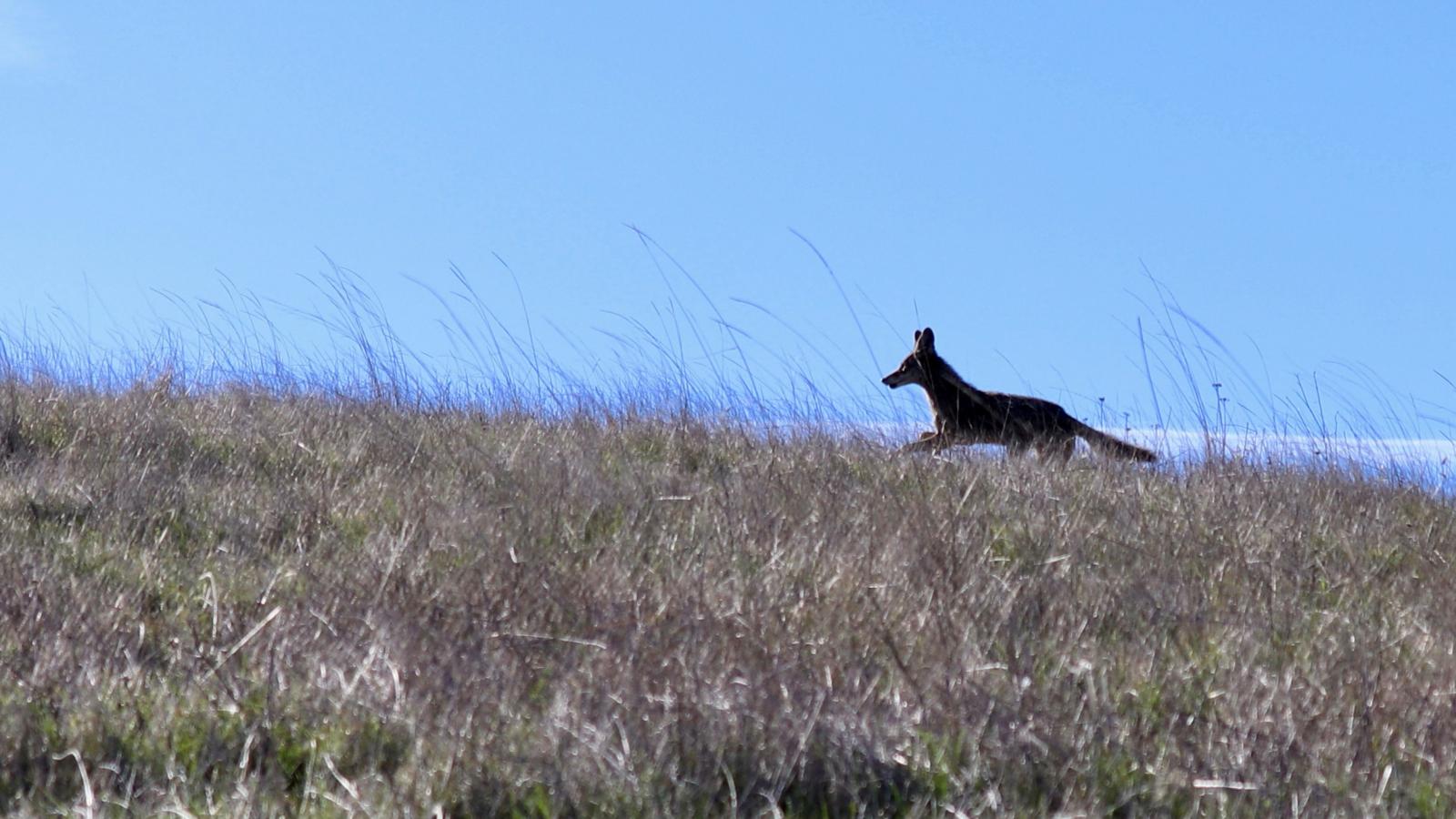 photo of Coyote running through field.