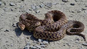 Pacific Gophersnake / photo by Kristine Powell