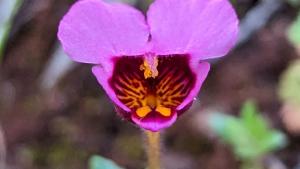 Purple mouse ears flower