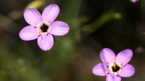 Serpentine linanthus flowers