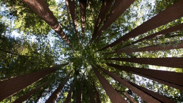 Redwood canopy at Bear Creek Redwoods Preserve / photo by Larry Turino