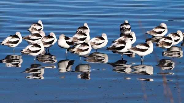 white and black birds at rest in the water
