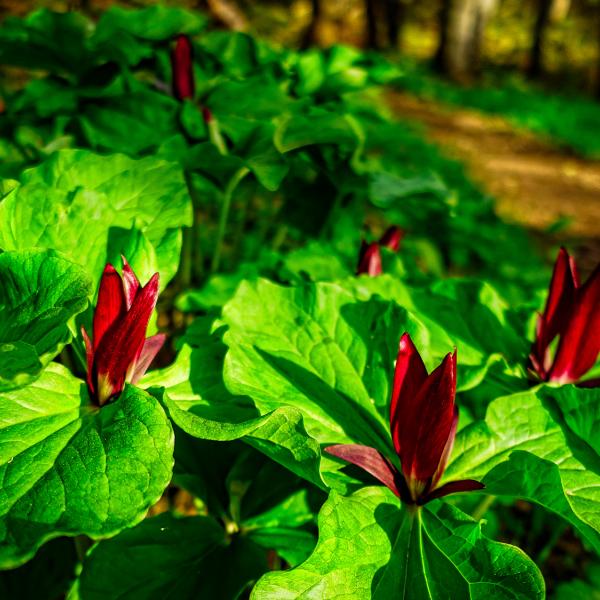 red flowers on large green leaves