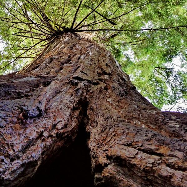 Old-growth redwood, El Corte de Madera Creek Preserve. (Randy Catanach)