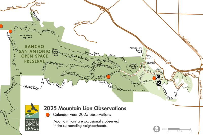 A map of mountain lion sightings in Rancho San Antonio Open Space Preserve. There are four red dots marking the locations where the mountain lions have been observed, predominantly on the outskirts of the preserve.