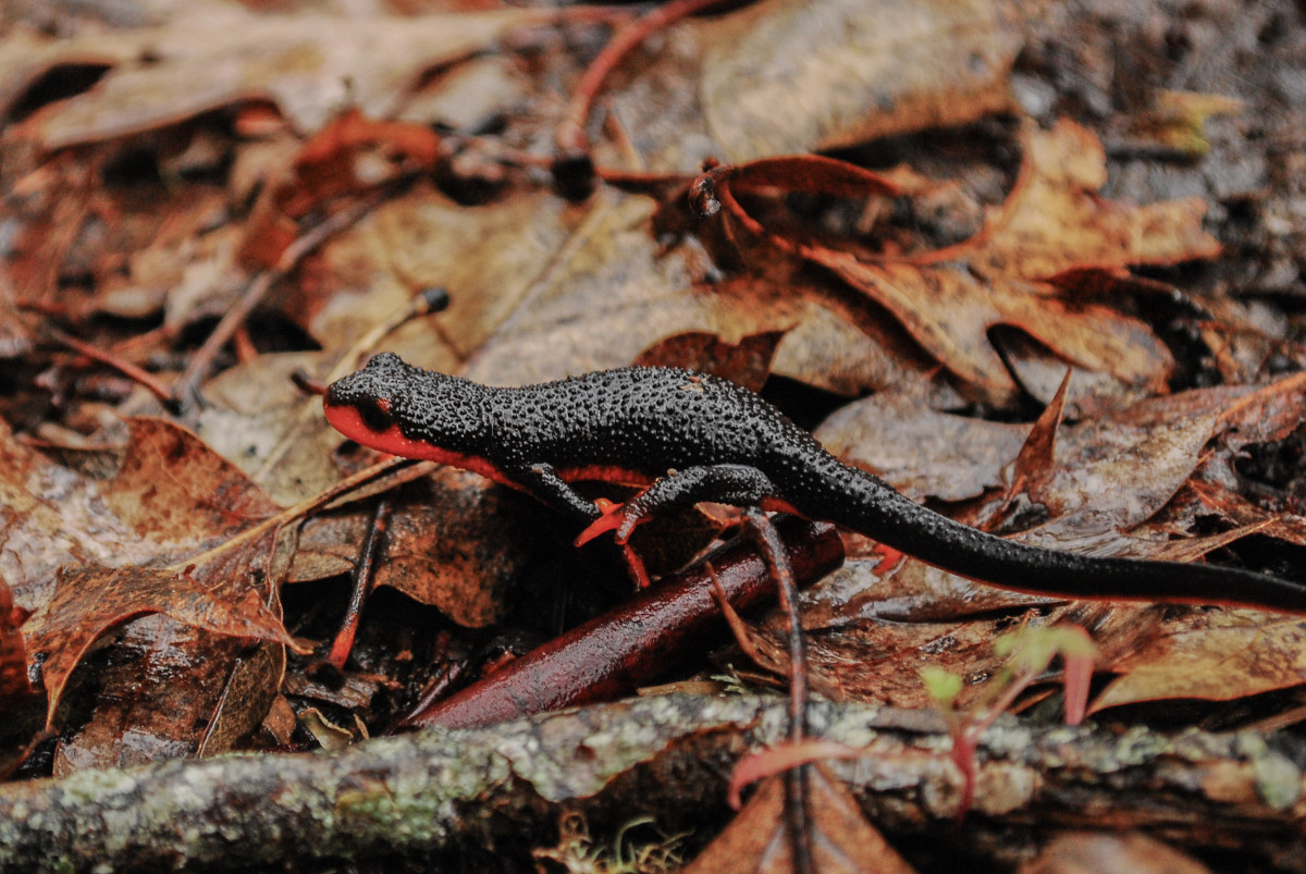 Red-bellied newt walking on wet leaves. Midpen photo