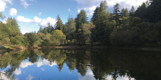 Upper pond at Bear Creek Redwoods