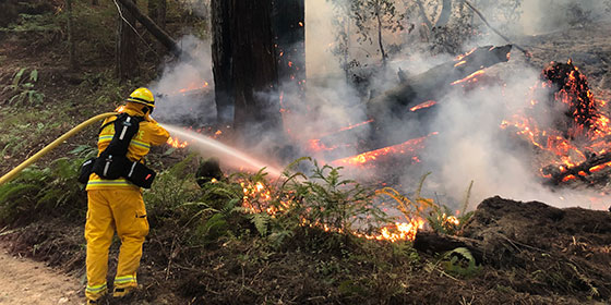 firefighter spraying water on burning tree