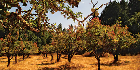 an apple orchard