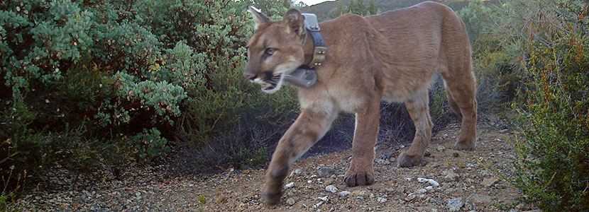 mountain lion with collar