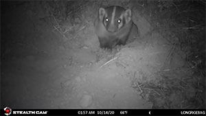 a badger in a burrow