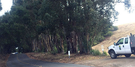 Eucalyptus trees lining the road