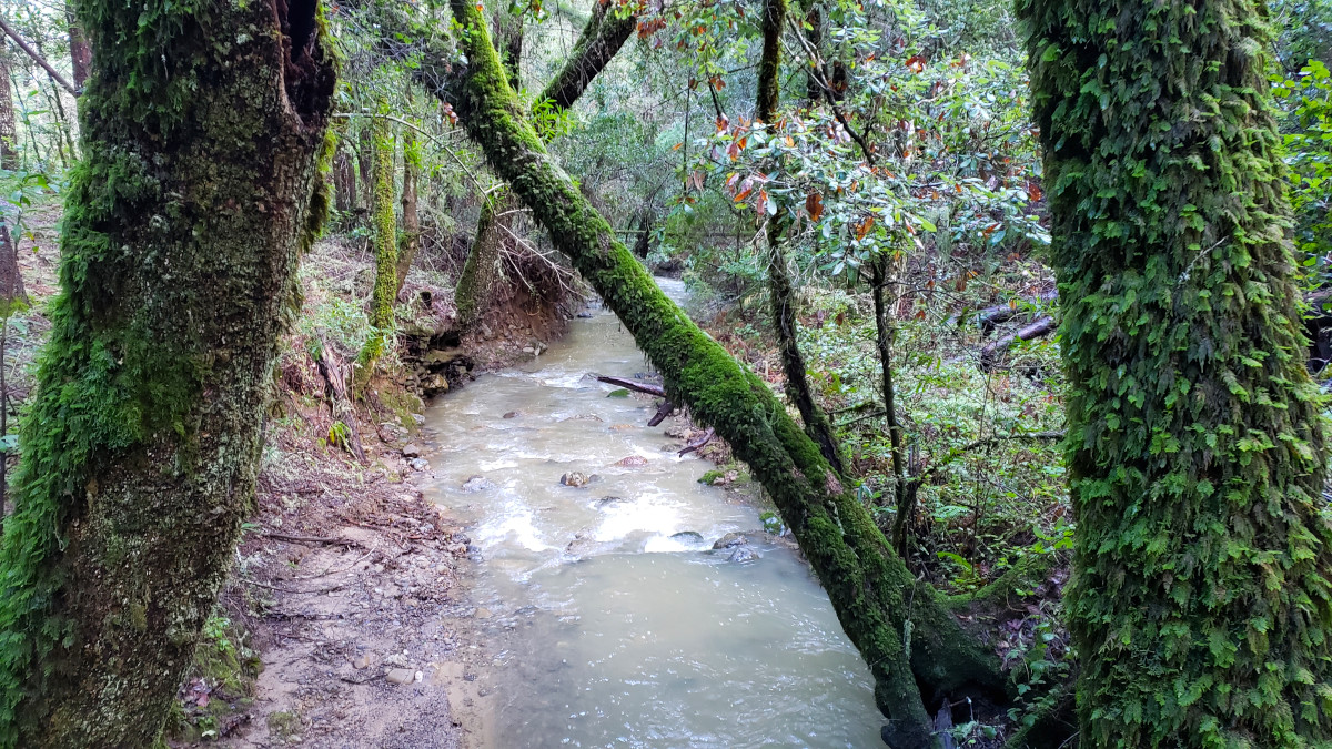 Stevens Creek viewed from a bridge. Photo by Mike Kahn