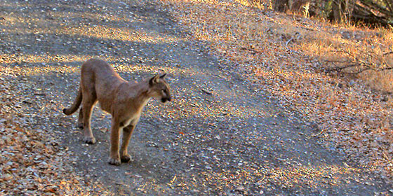 mountain lion on trail