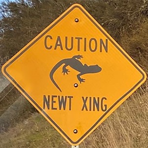 Caution Newt Crossing sign 