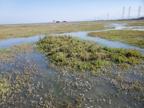 refugia island in a salt water marsh