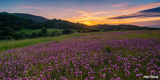 wildflowers at Rancho San Antonio Preserve