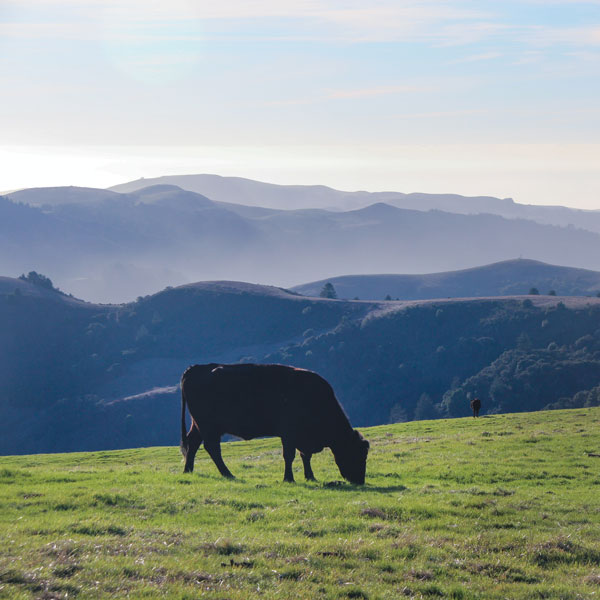 grazing cow