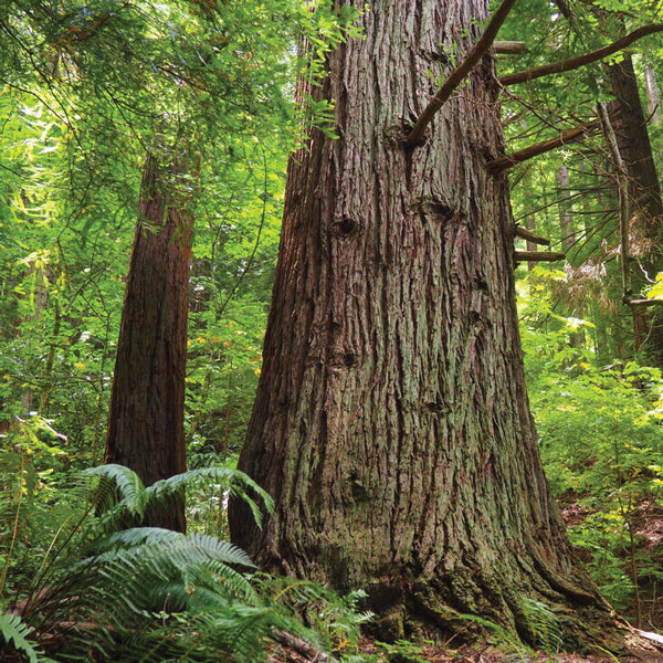 redwood trees
