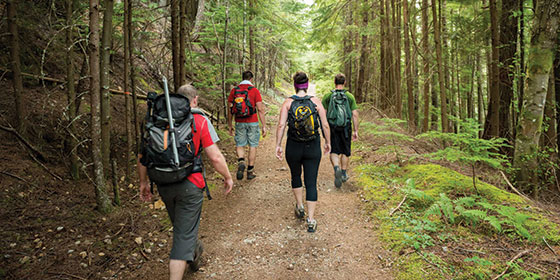 Hikers under the cool shade of the redwood forest