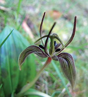 Fetid Adder's Tongue © Strether Smith