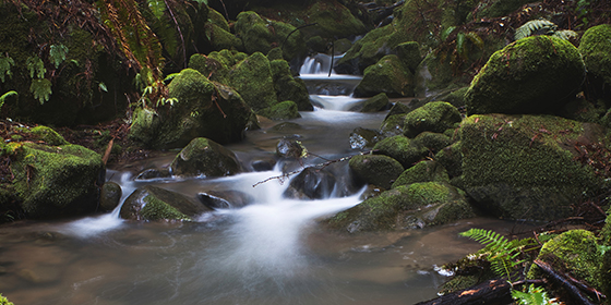 El Corte de Madera Creek in the San Gregorio watershed. © David Medeiros