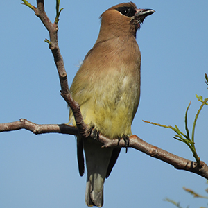 cedar waxwing sitting on branch