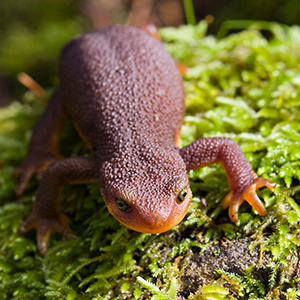 newt walking on moss