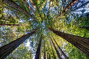 Purisima Creek Redwoods © Karl Gohl