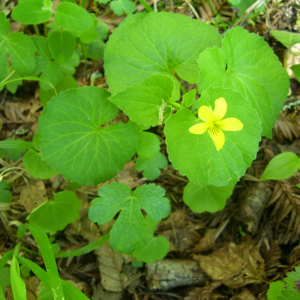 yellow flower