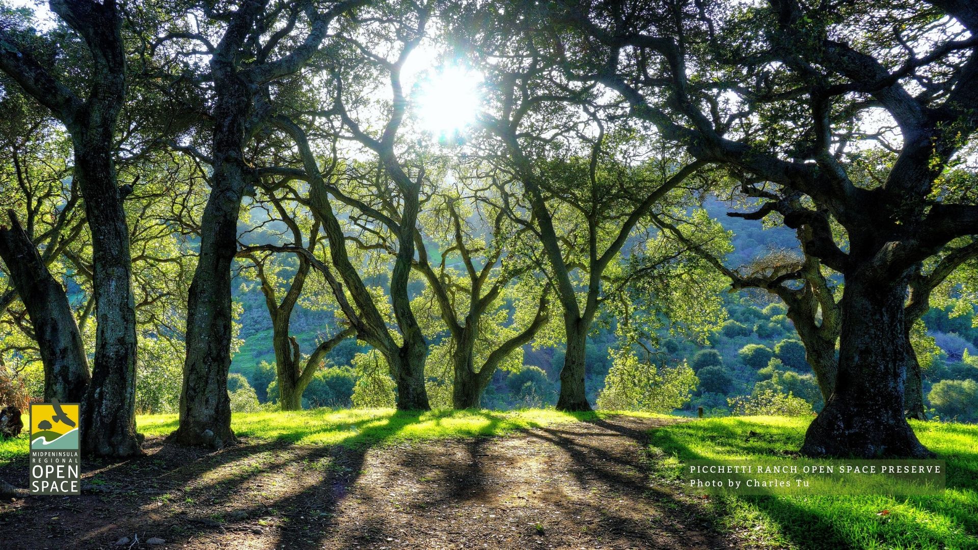 Oak Trees at Picchetti Ranch Preserve