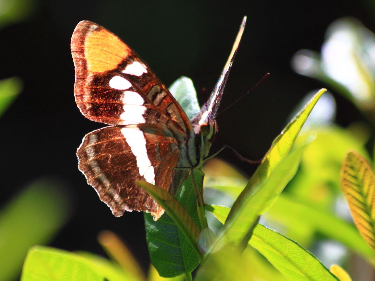 a butterfly sitting on a leaf