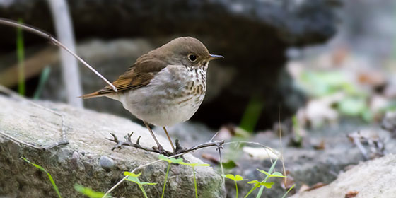 Hermit thrush (Catharus guttatus) © Jonathan Chang