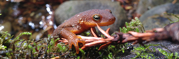 California newt crawling on wet mossy ground