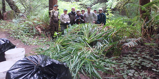 Midpen volunteers and staff removing hanging sedge. 