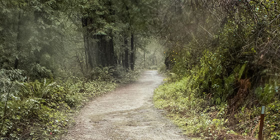 Purisima Creek Redwoods on a rainy day. © Nadine Levin