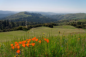 Mindego Hill at Russian Ridge OSP © Albert Lui