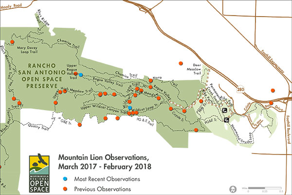 Mountain Lion Sightings at Rancho San Antonio