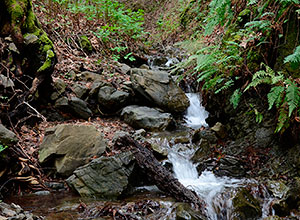 Hendrys Creek in Sierra Azul Open Space Preserve