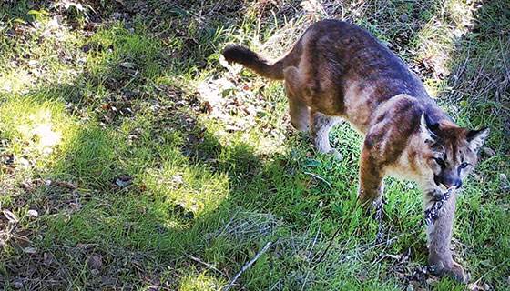 a mountain lion walking in the grass