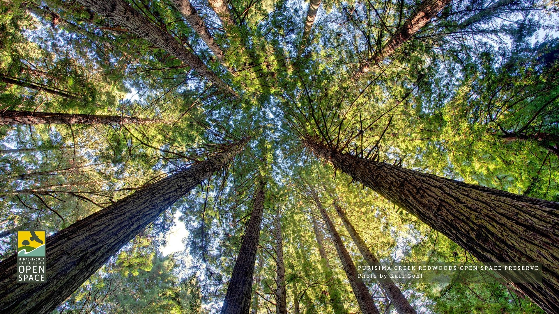 Redwood Trees at Purisima Creek Redwoods Preserve