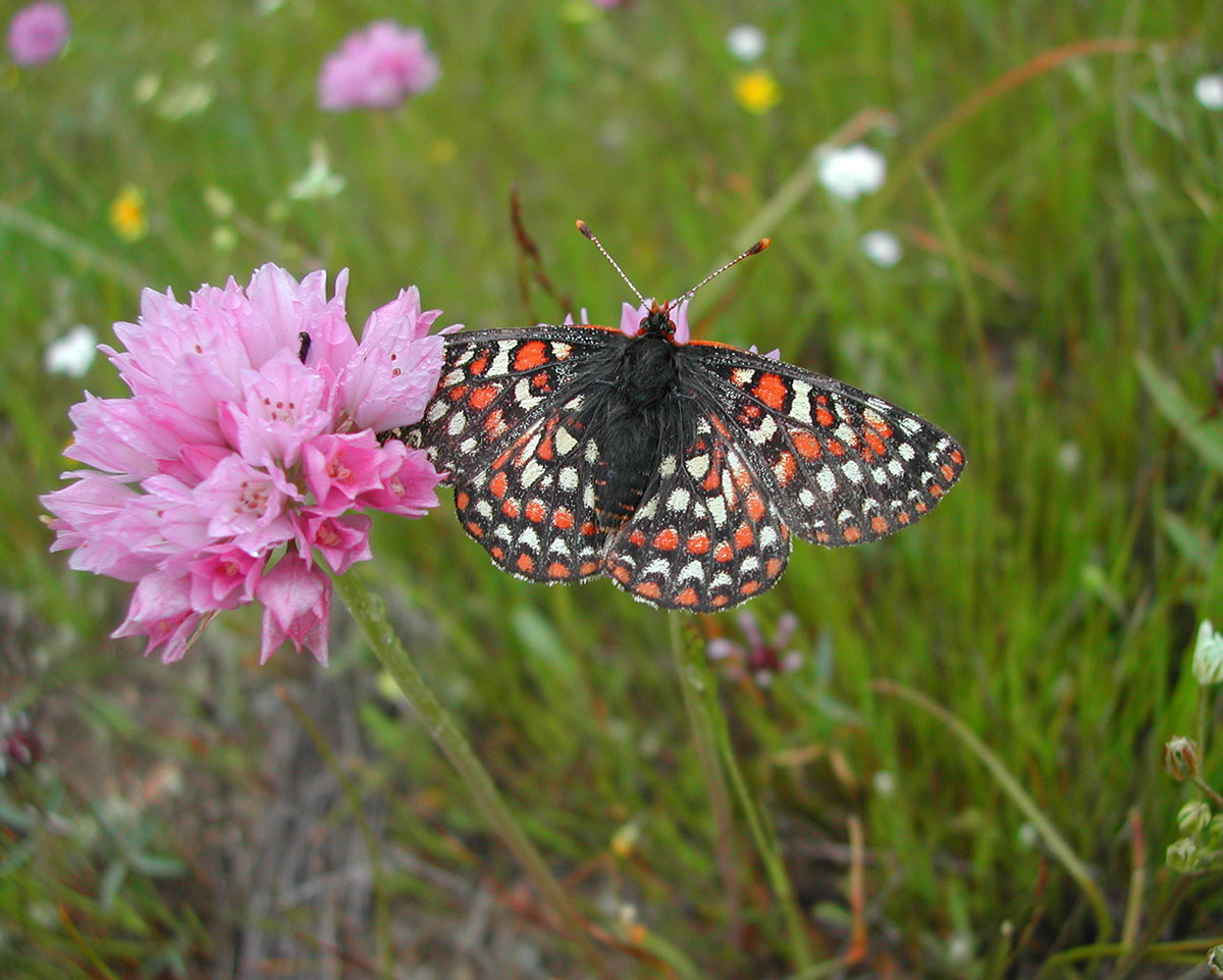 butterfly sitting on a pink flower