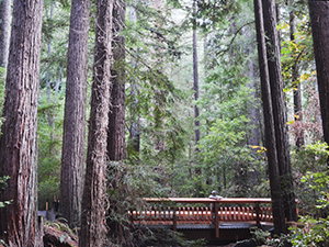 Under construction: A new trail and bridge over Webb Creek in Bear Creek Redwoods Open Space Preserve