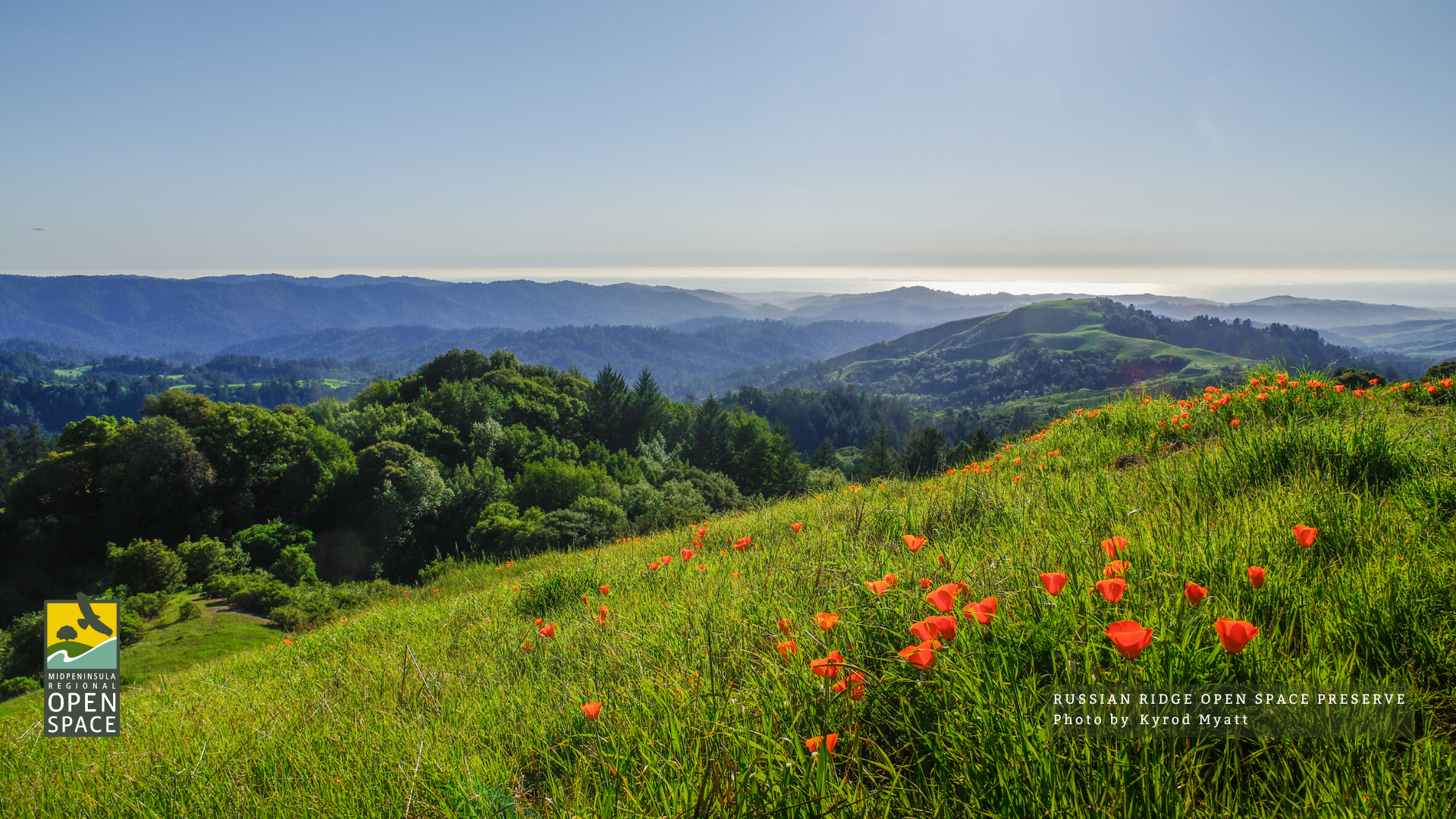 Wildflower at Russian Ridge Preserve