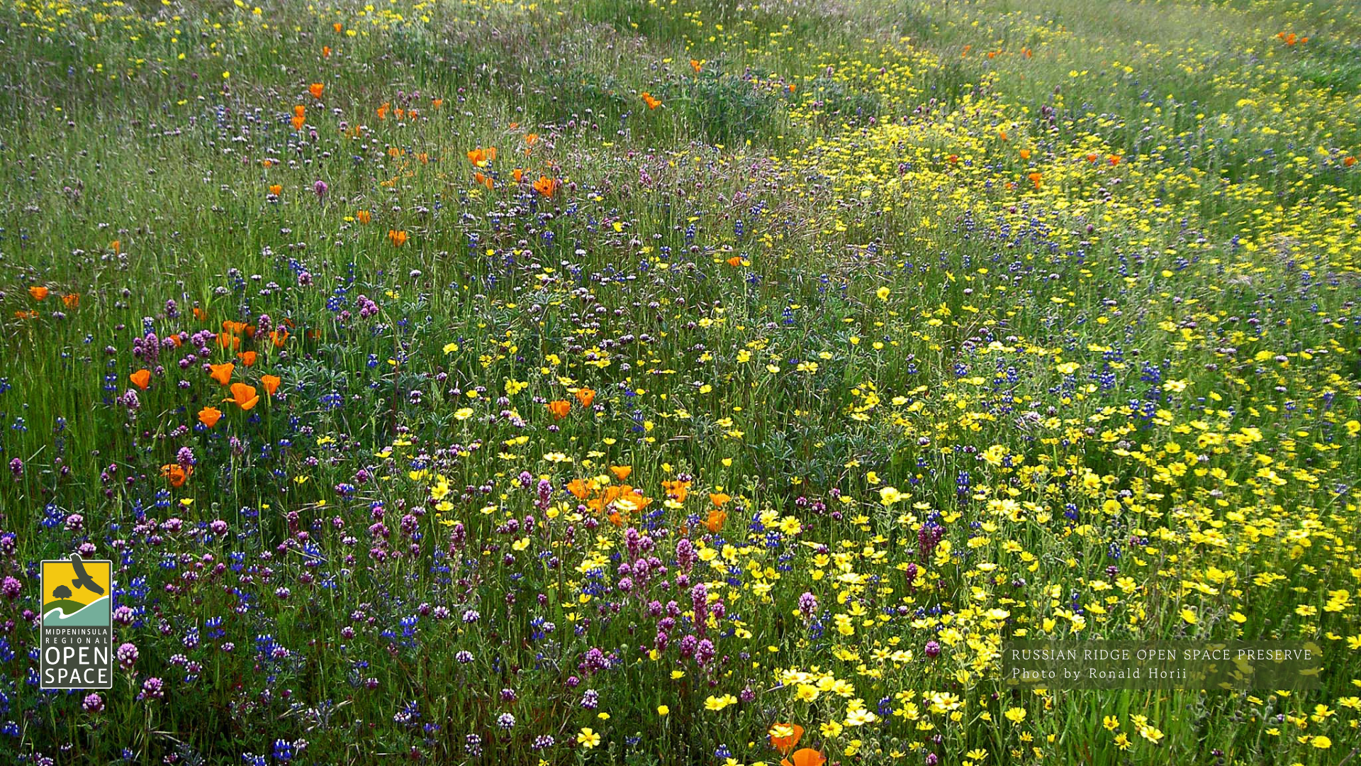Wildflowers at Russian Ridge Preserve